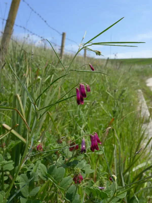 Sicilian vetch