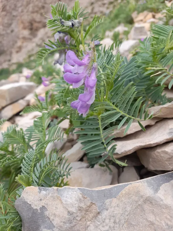 Vicia cusnae