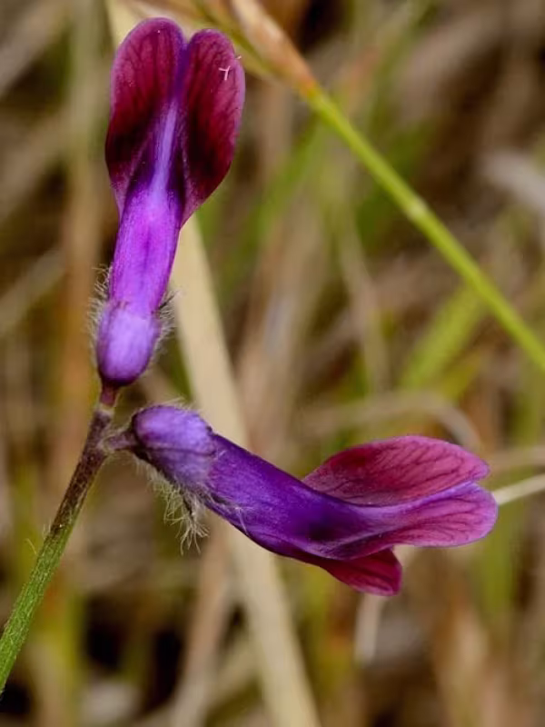 Costae Vetch