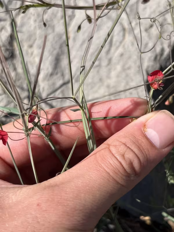 Famine weed