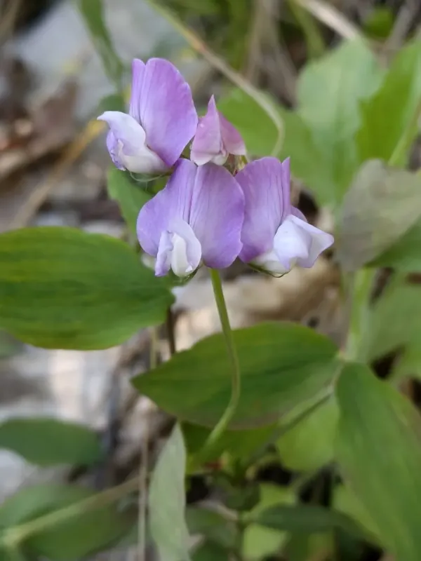 Lathyrus laxiflorus