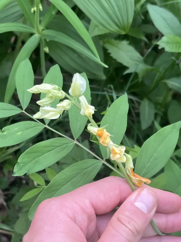 Smooth vetchling