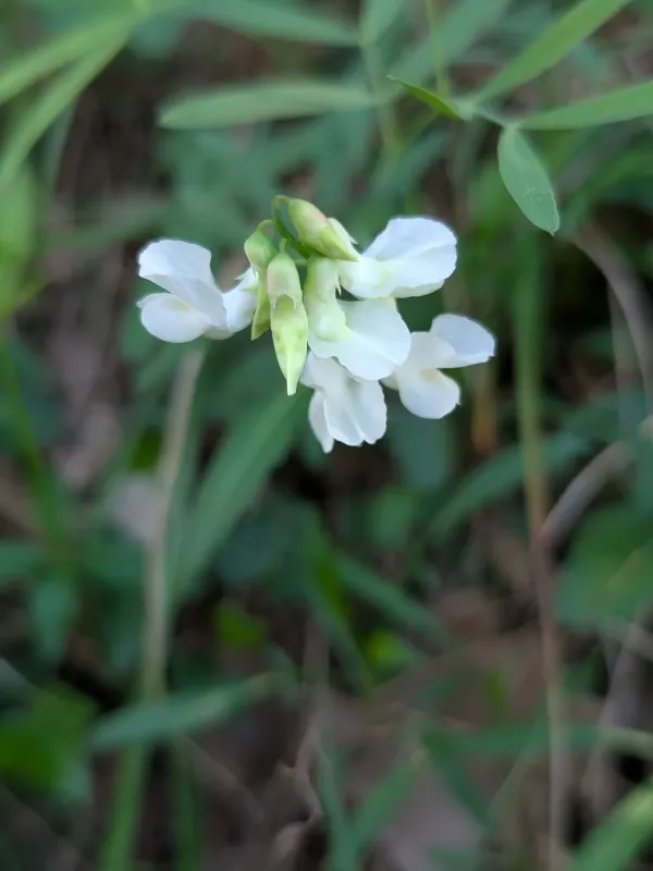 Pannonian vetchling
