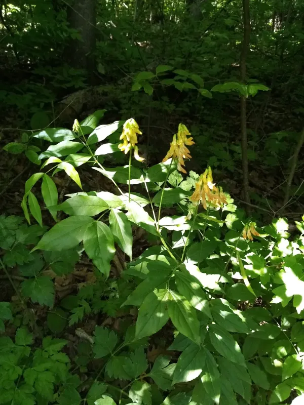 Golden pea
