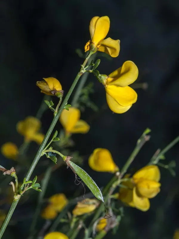 Malagan Broom