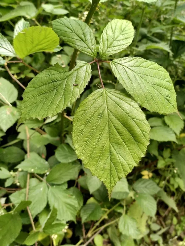 Rough blackberry