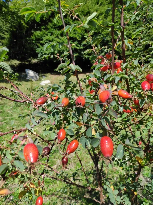 Mountain rose