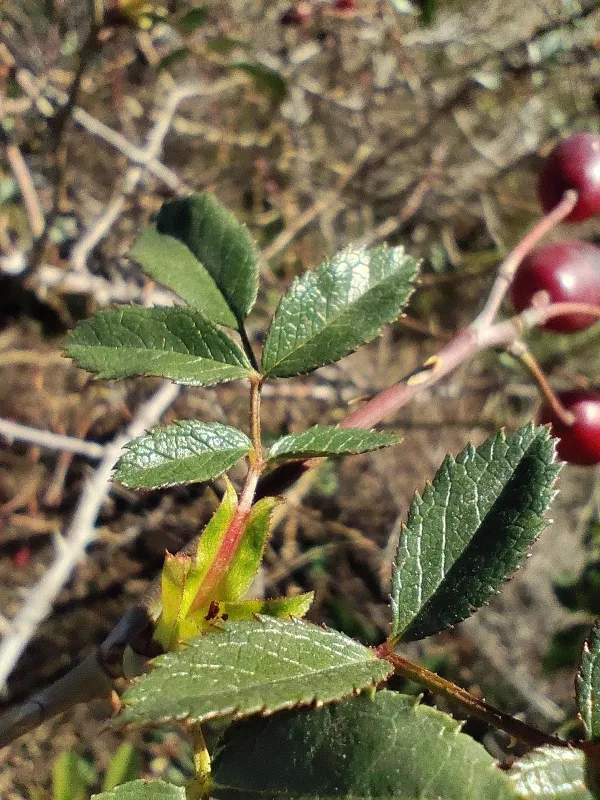 Rosa squarrosa