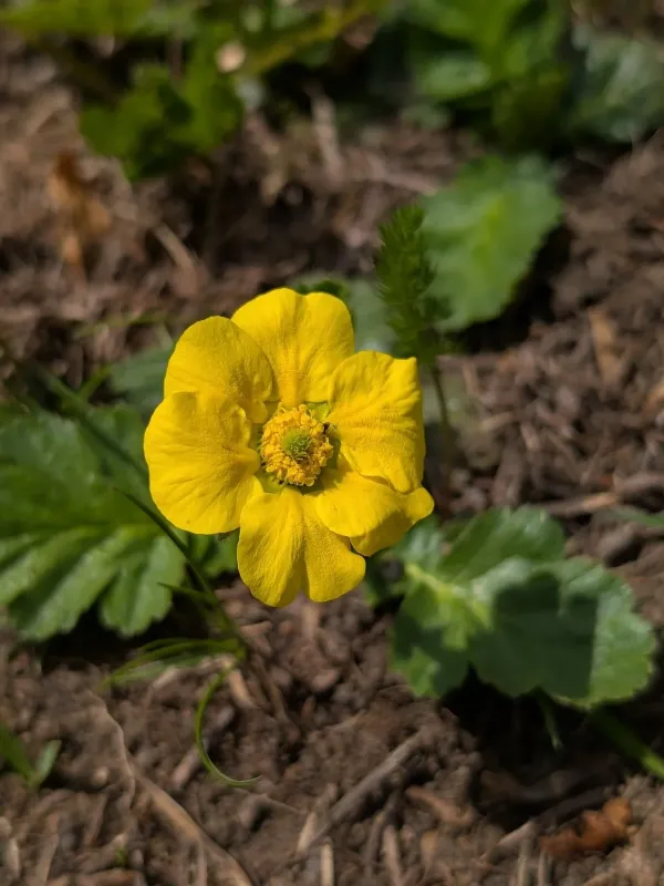 Mountain avens