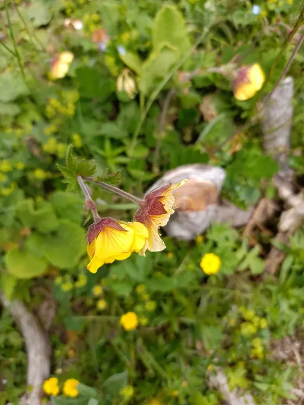 Sudeten avens