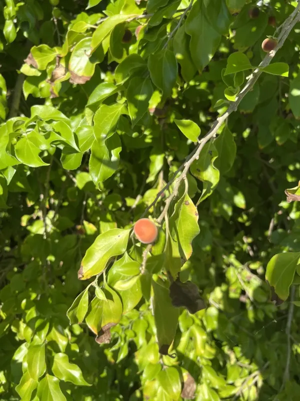 Governor's plum