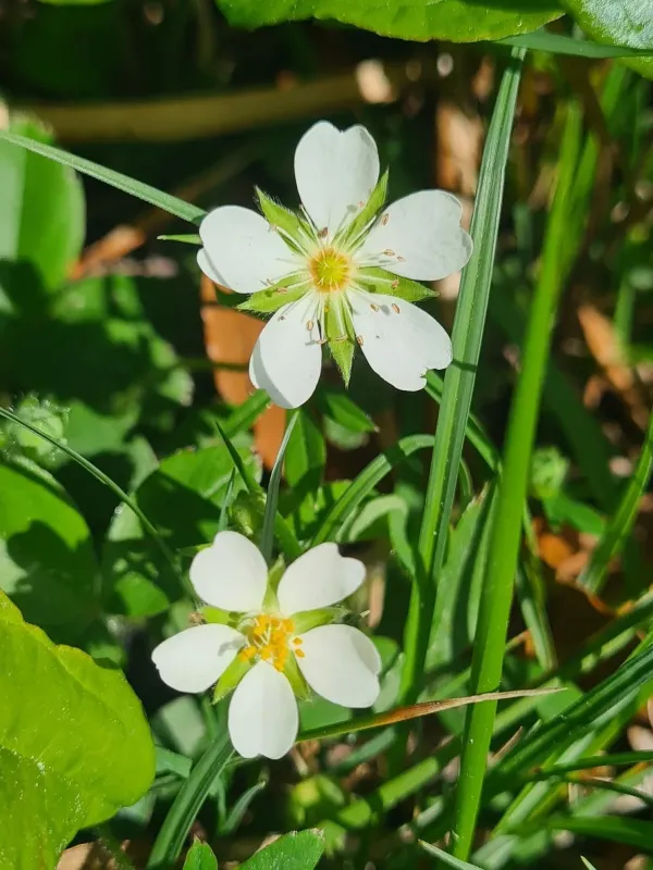 Mountain cinquefoil