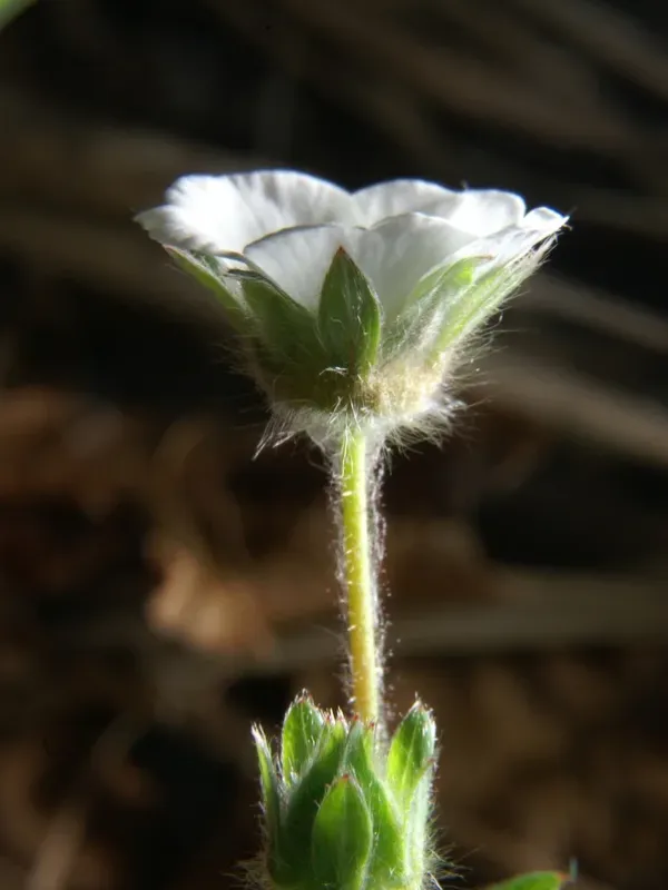 Carniolan cinquefoil