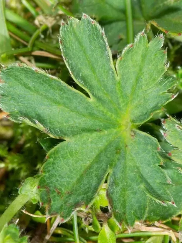 Least lady's mantle