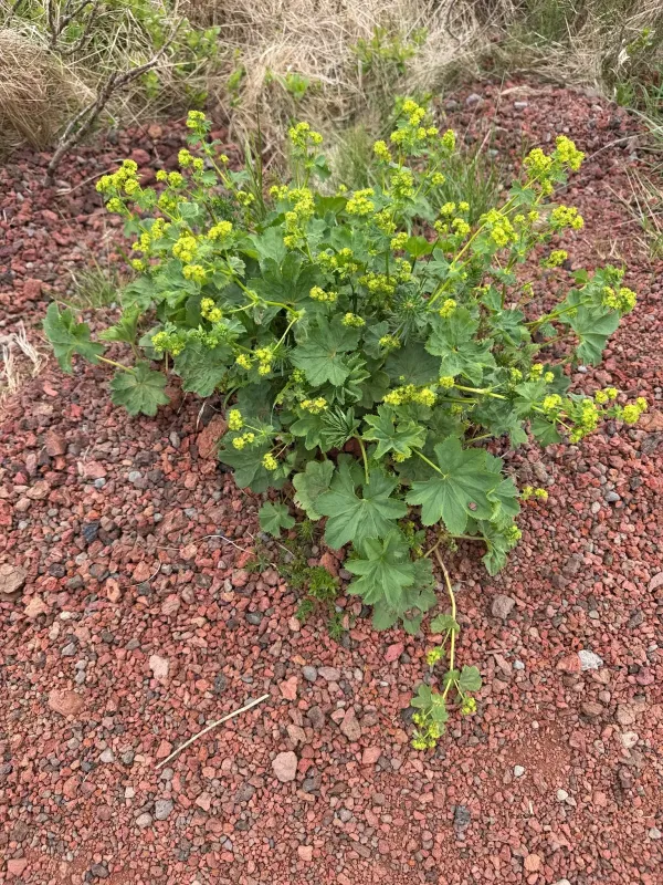 Alchemilla filicaulis