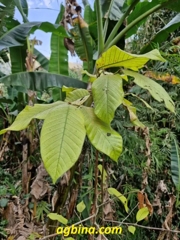 Dipterocarpus costatus