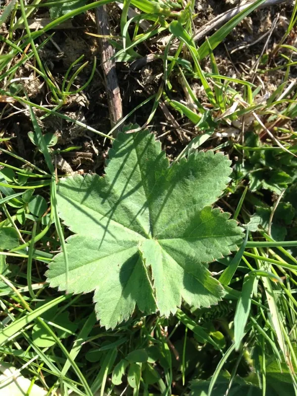 Alchemilla acutiloba