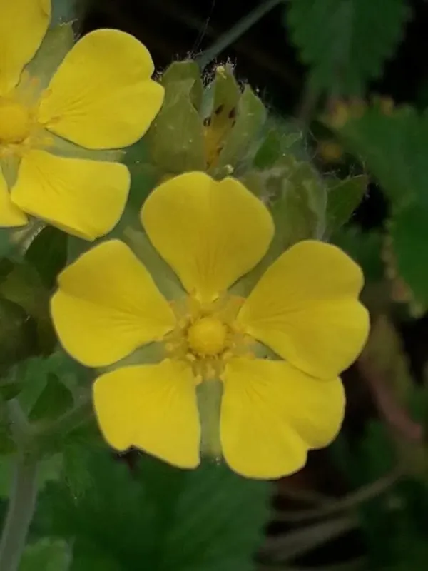 Montenegrin cinquefoil