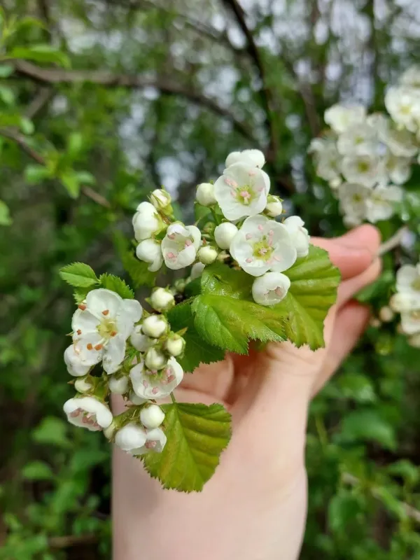 Глід яскраво-червоний
