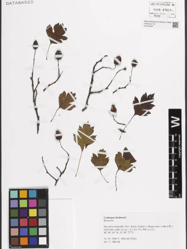 Lindman's Hawthorn