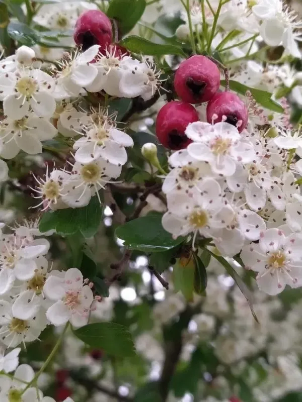 Laciniate hawthorn