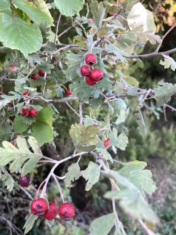 Heldreich's hawthorn