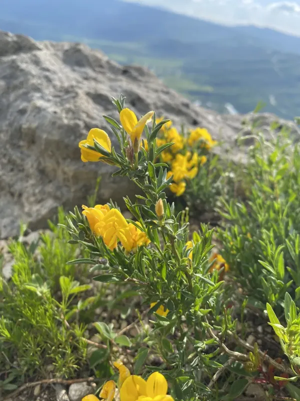 Дрік білуватий