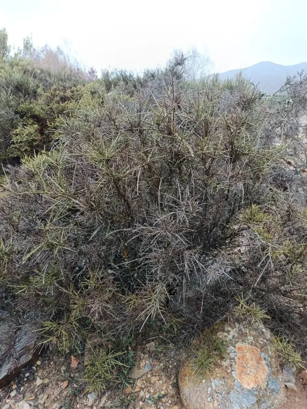 Spiny broom