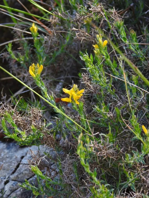 Genista tournefortii