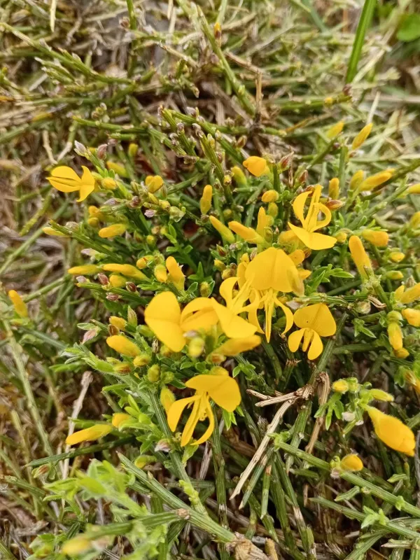 Genista legionensis
