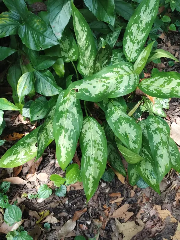 Aglaonema commutatum