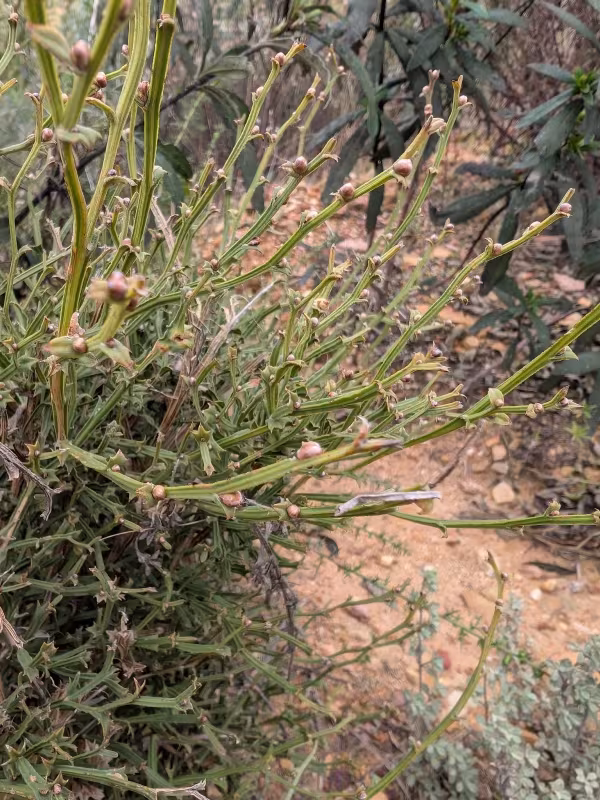 Pterospartum tridentatum