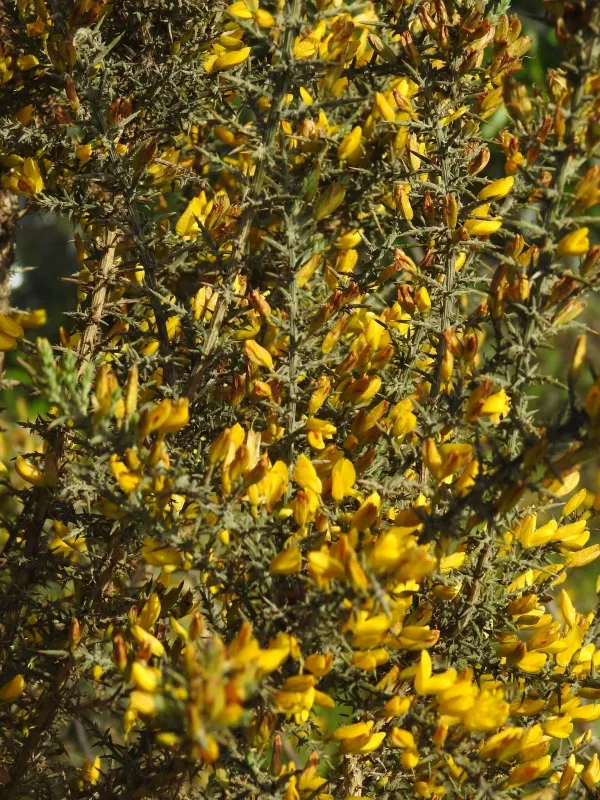 Woolly-branched gorse