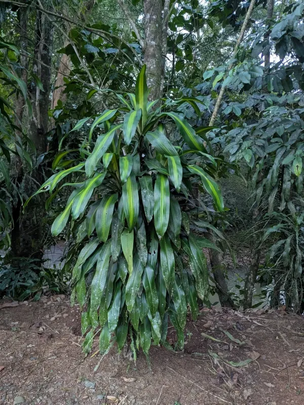 Fragrant dracaena