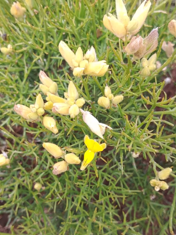 Stauracanthus spectabilis