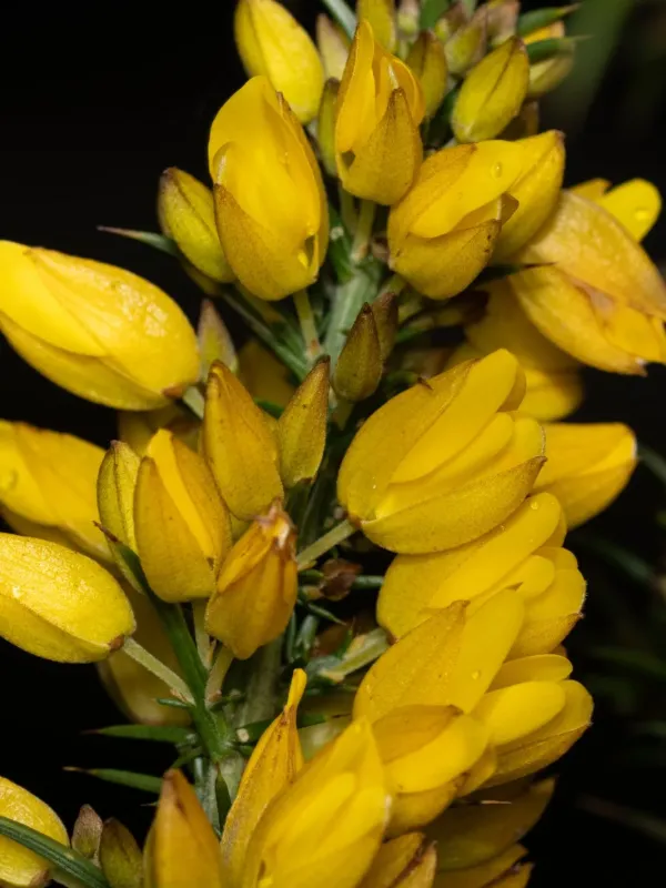 Ulex jussiaei