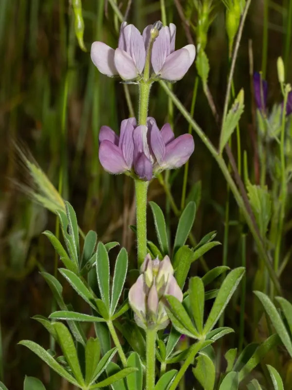 Spanish lupin