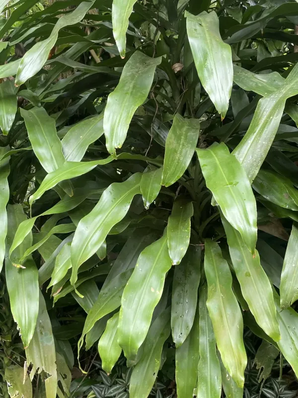 Fragrant dracaena hybrid