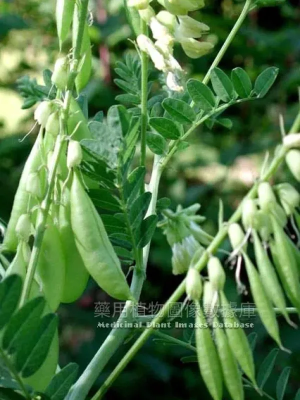 Astragalus lacteus