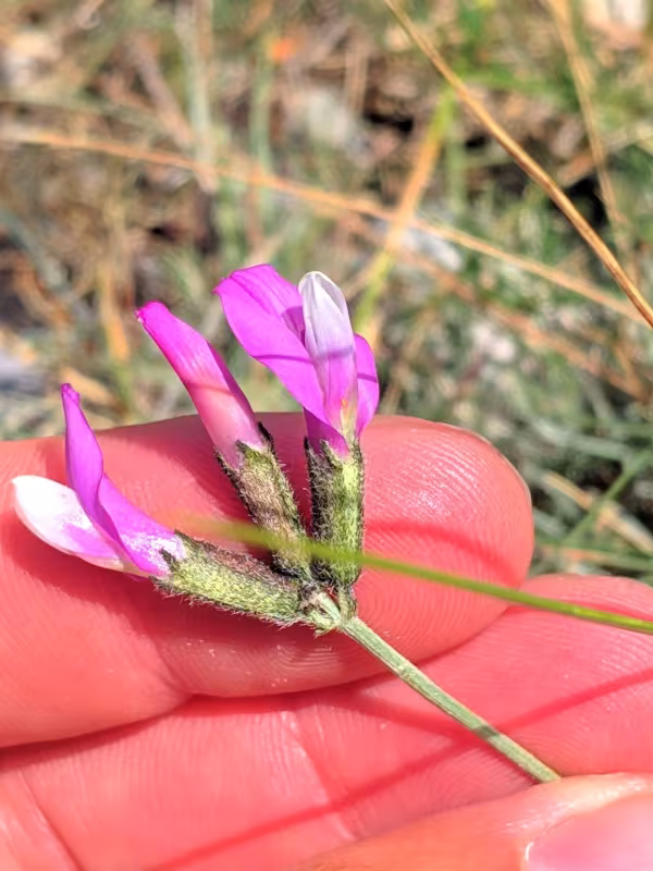 Silky-leaved milkvetch