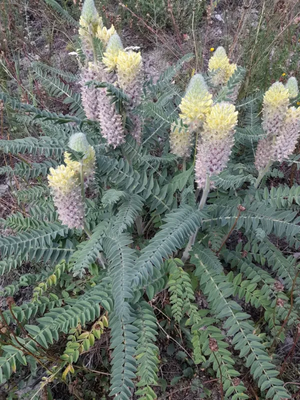 Astragalus alopecurus
