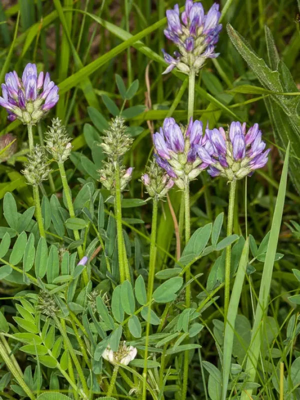 Astragalus leontinus