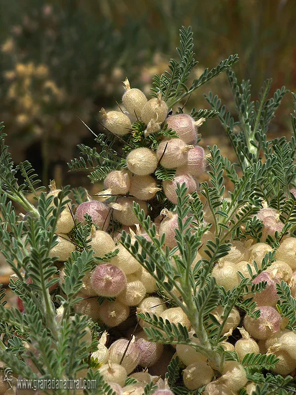 Astragalus clusii