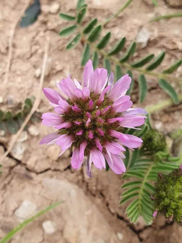 Astragalus glaux