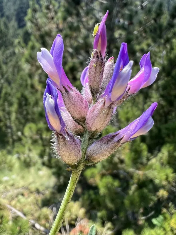 Astragalus vesicarius