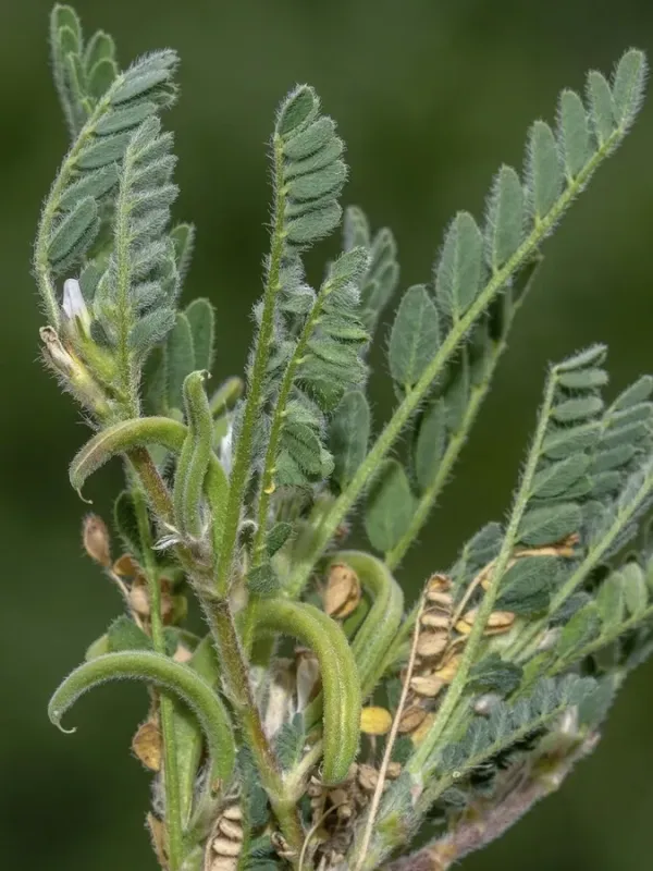 Scorpion milkvetch