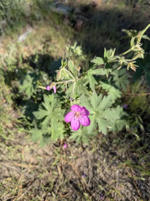 Sticky purple geranium
