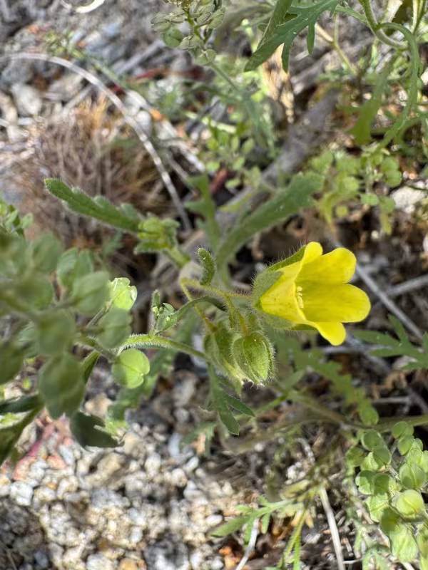 Emmenanthe penduliflora