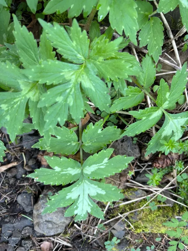 Pacific waterleaf