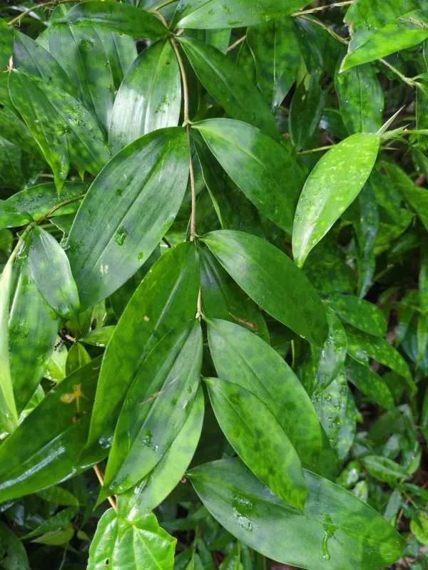 Gold Dust Dracaena